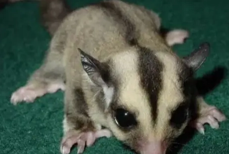 飼養蜜袋鼯法規
