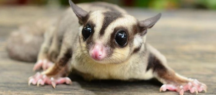 蜜袋鼯咬人處理