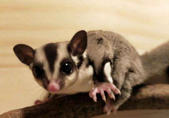 蜜袋鼯叫聲原因