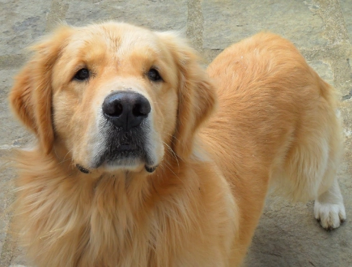 狗狗夜間吠叫處理 狗狗夜間吠叫處理