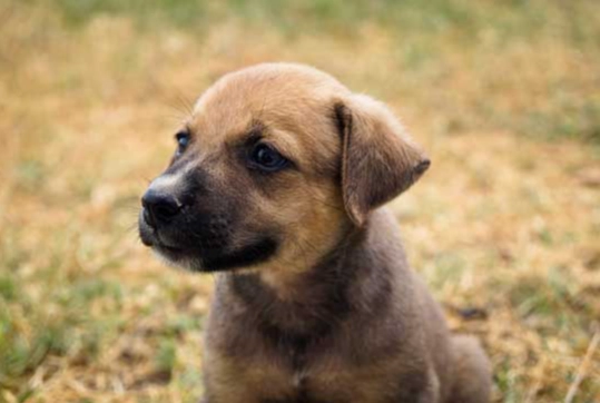 狗狗餵食量公式