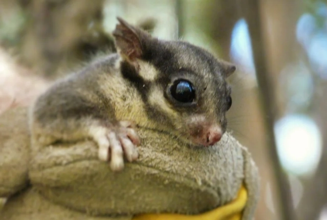 蜜袋鼯行為問題