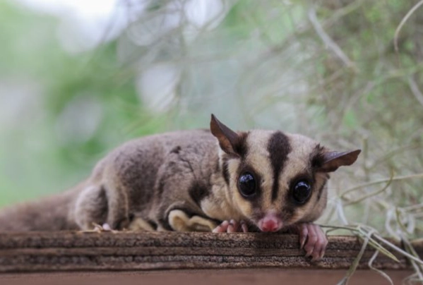 蜜袋鼯飼養方法