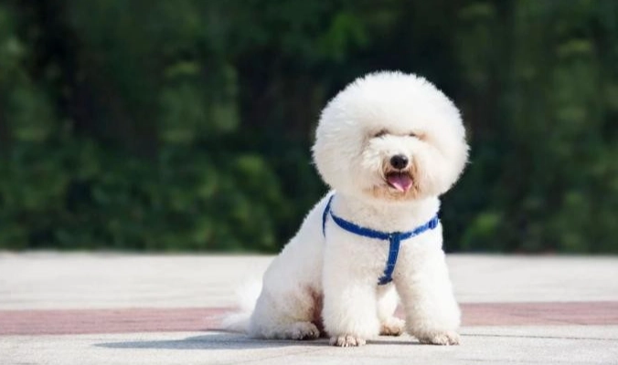 犬類智商排行榜