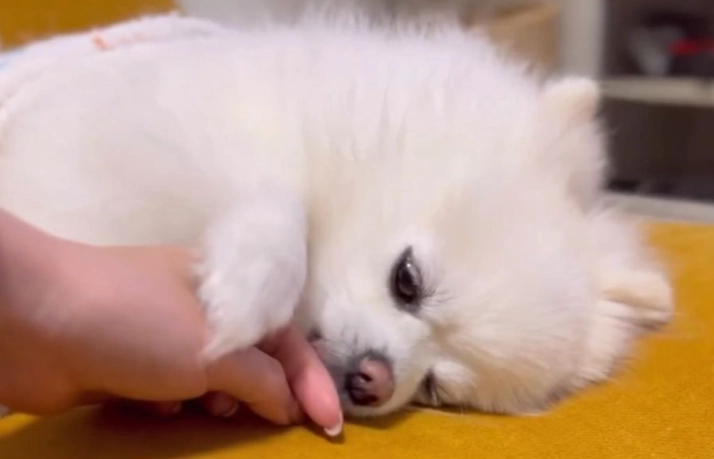 狗狗氣管塌陷症狀