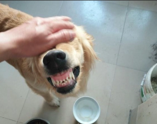 狗飼料罐頭混合比例