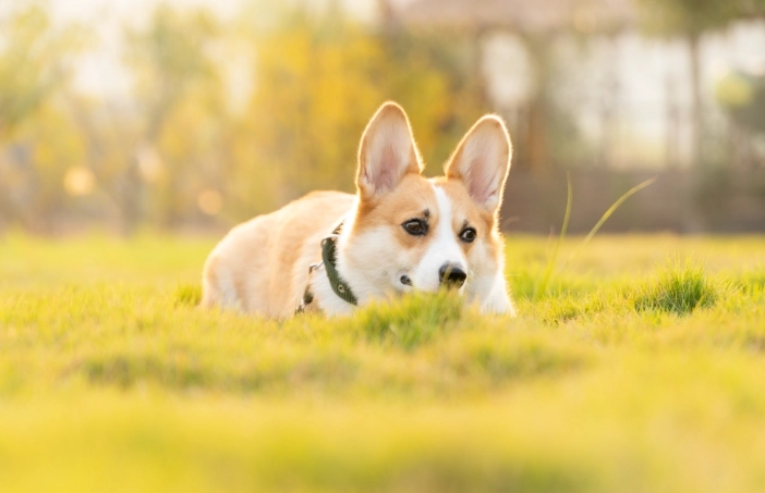 狗狗餵食量公式