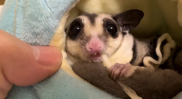 蜜袋鼯發情期行為 蜜袋鼯發情期行為