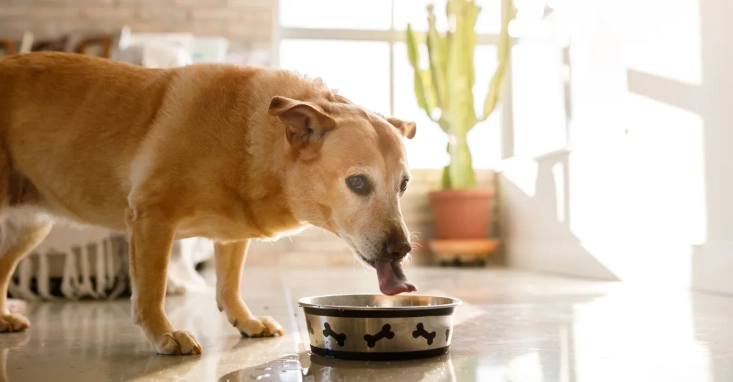 狗吃皮蛋安全嗎