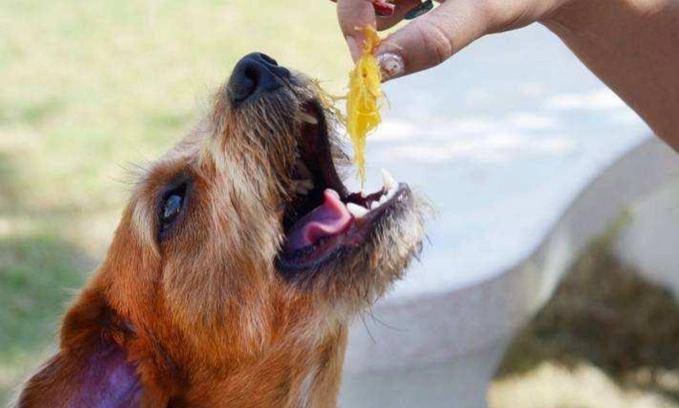 果乾對狗狗的影響