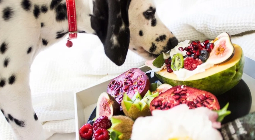狗狗水果飲食安全