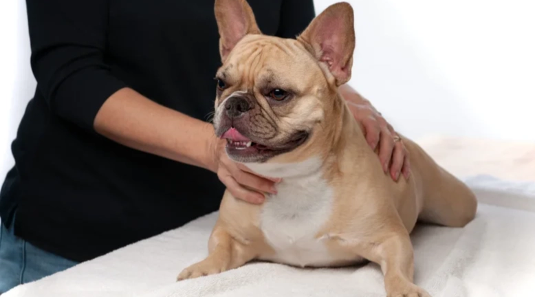 狗皮膚腫脹原因