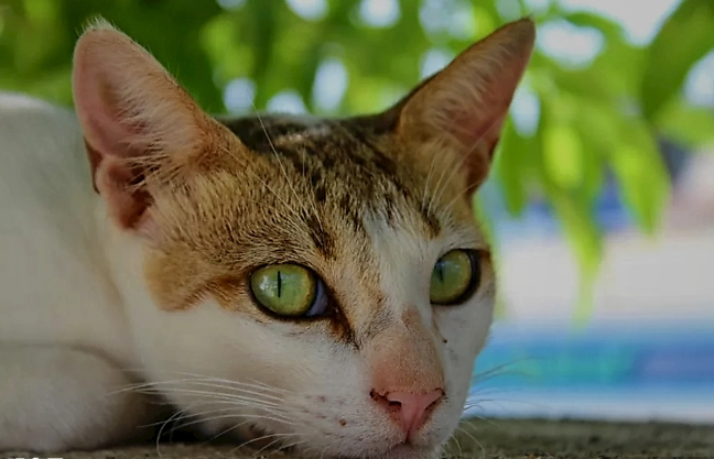 預防貓咪糖尿病