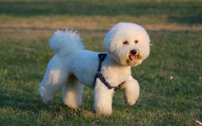 犬類智商排行榜