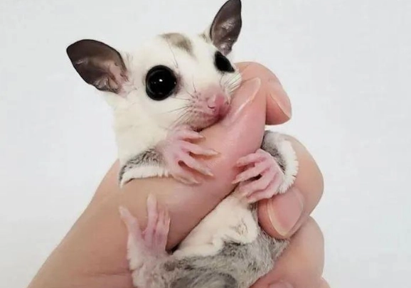 蜜袋鼯洗澡注意事項