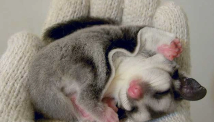 蜜袋鼯健康餵養