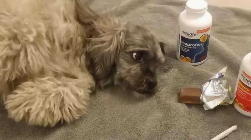 狗食用巧克力症状出现时间 狗食用巧克力症状出现时间