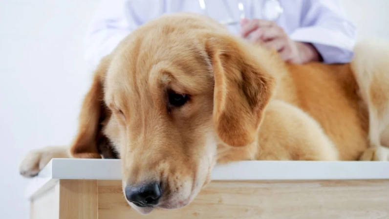 寵物益生菌推薦 寵物益生菌推薦