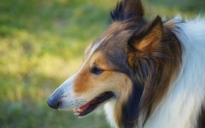 狗雞肉過敏症狀
