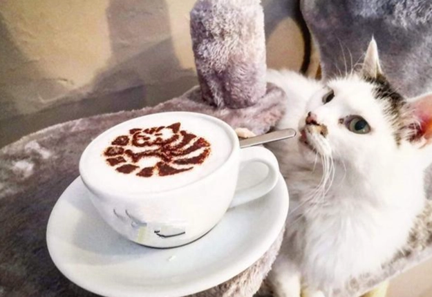貓咖啡因中毒