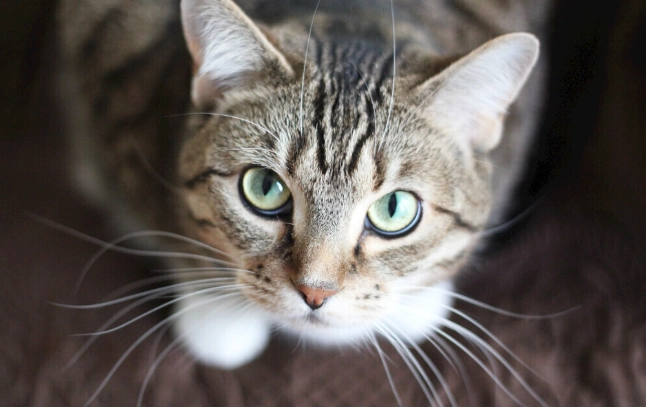 貓糖尿病風險因素