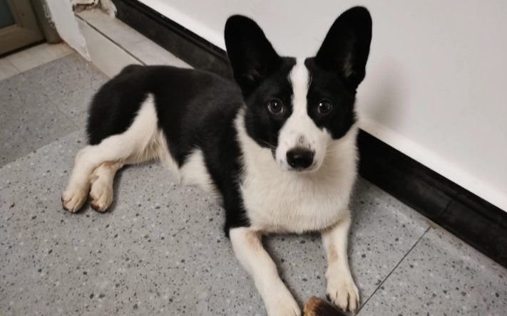 狗狗皮膚病治療