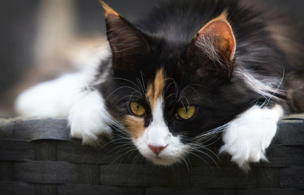 貓糖尿病初期治療 貓糖尿病初期治療