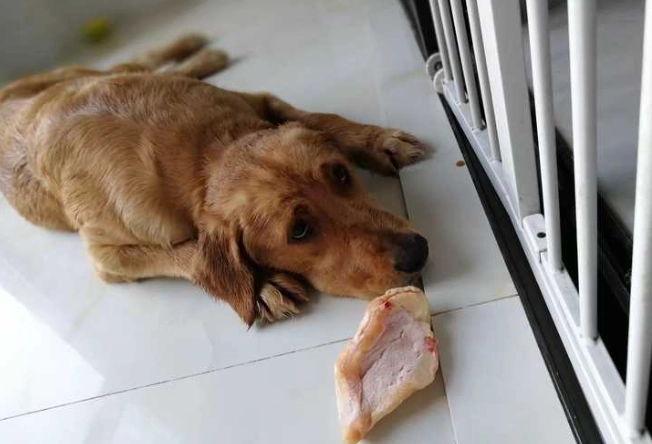 魷魚對狗有害嗎 魷魚對狗有害嗎