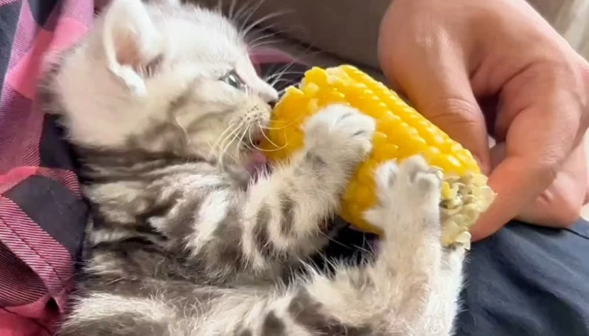 貓咪飲食安全 貓咪飲食安全