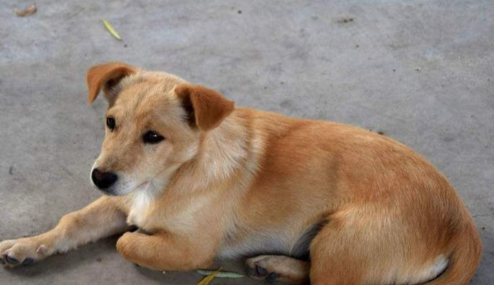 狗狗皮膚病治療