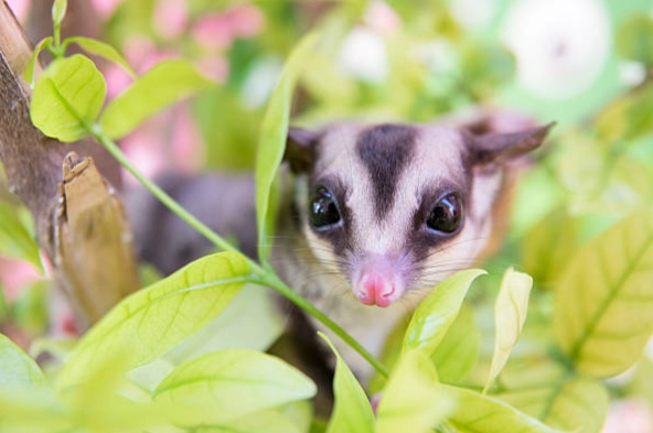 蜜袋鼯認主人 蜜袋鼯認主人