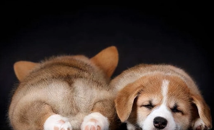 狗狗睡覺姿勢健康 狗狗睡覺姿勢健康