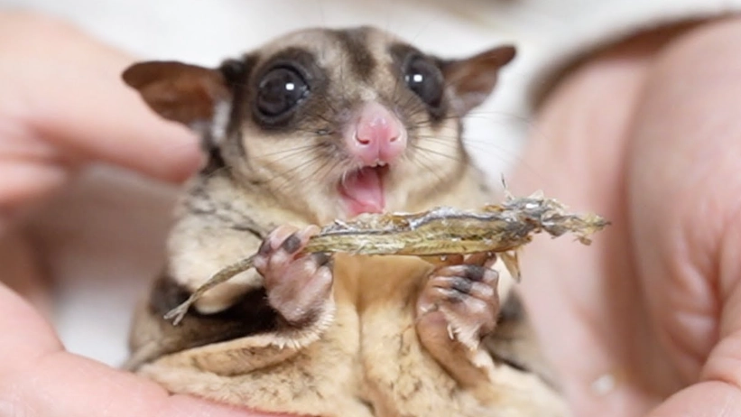 蜜袋鼯行為問題