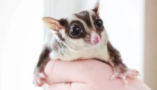 蜜袋鼯健康护理