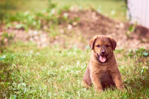 狗狗餵食量公式