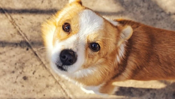 狗狗過敏食物列表