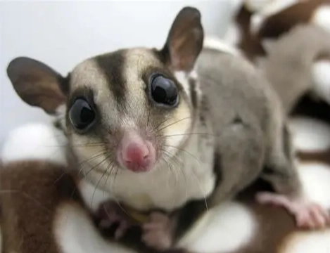 蜜袋鼯飲食注意事項