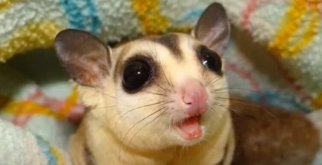 蜜袋鼯叫聲異常