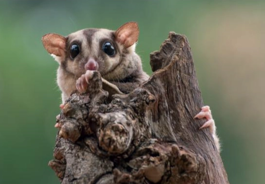 蜜袋鼯食物禁忌