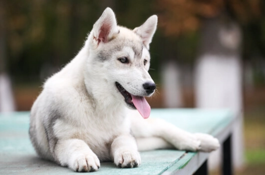狗狗過敏飲食管理