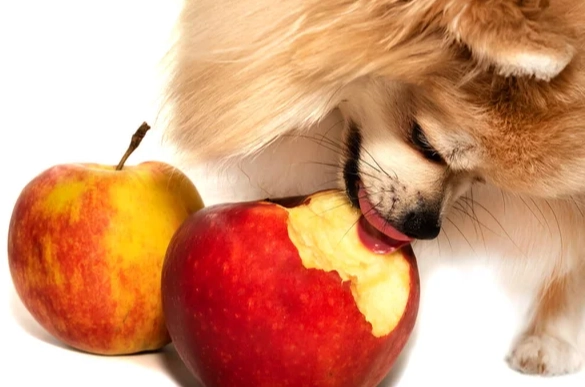 蘋果對狗的營養價值