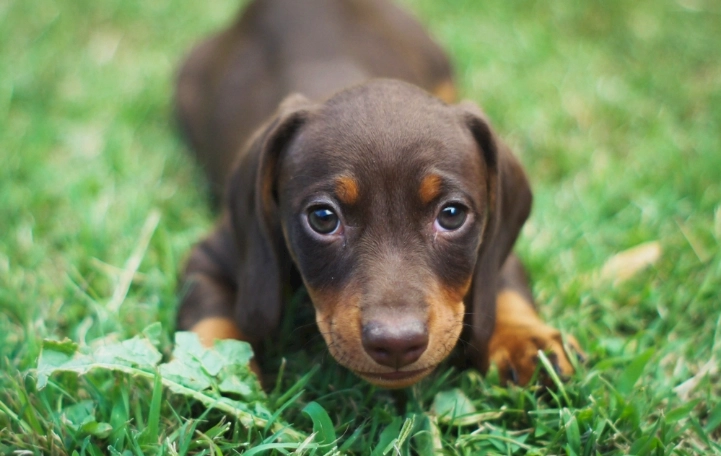 白蘿蔔對狗狗的好處