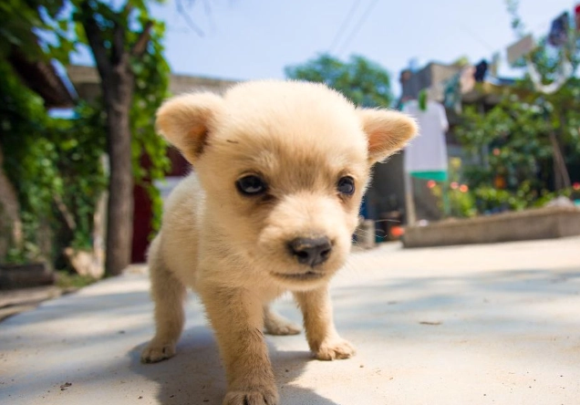 狗狗皮膚病症狀