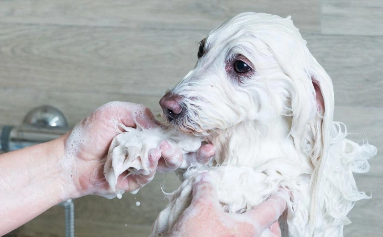 寵物腸胃炎照顧