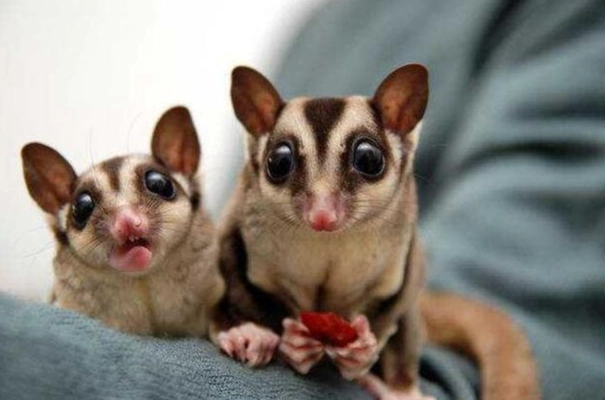 蜜袋鼯懷孕照護