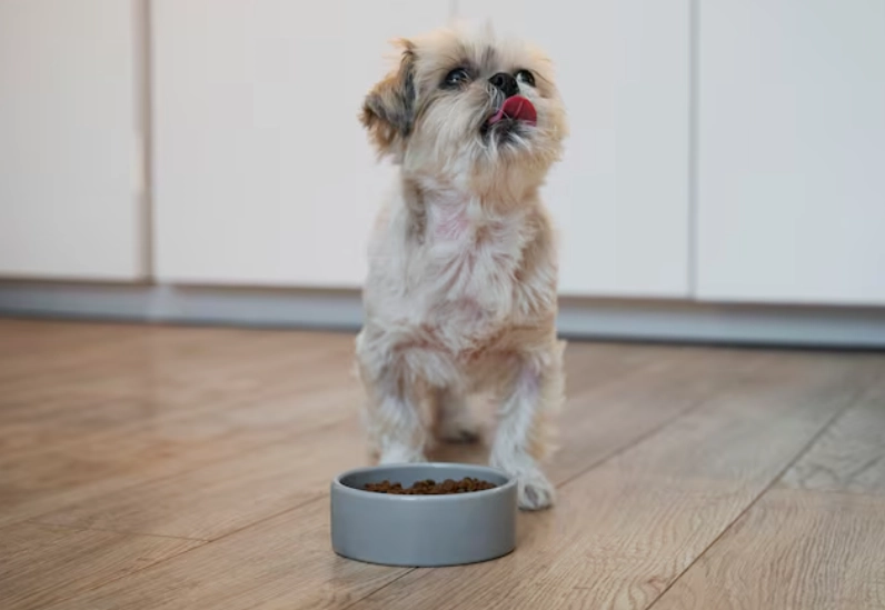 老狗多喝水原因 老狗多喝水原因