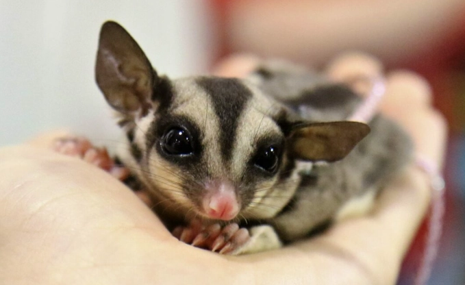 蜜袋鼯飲食安全