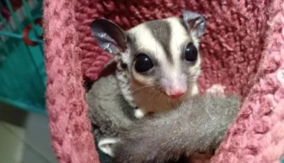 蜜袋鼯吱吱叫原因