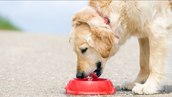 寵物飲水異常 寵物飲水異常