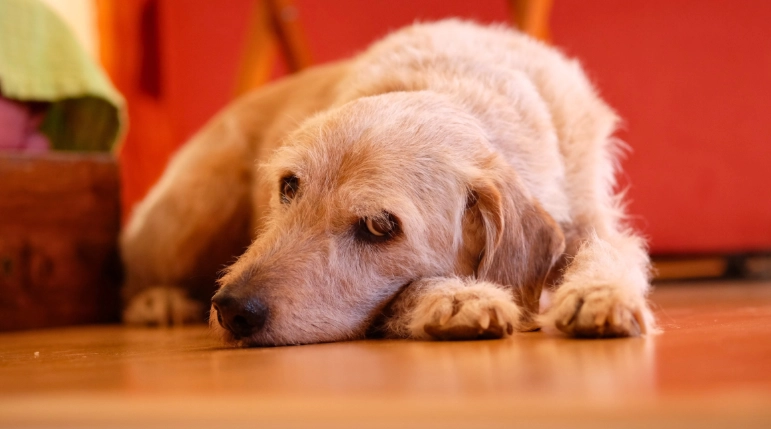 寵物皮膚炎護理